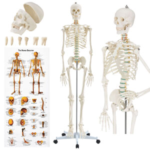 Eshopist Anatomický model kostry so stojanom a plagátom